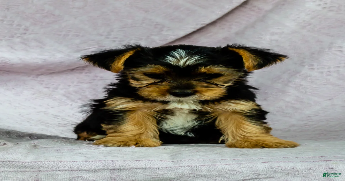 Rover Yorkshire Terrier for sale in Turbotville | Lancaster Puppies