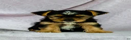 Yorkshire Terrier dogs for sale: Rover - Ad 1