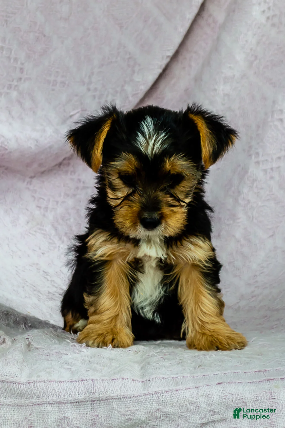 Yorkshire Terrier dogs for sale: Rover - Ad 1
