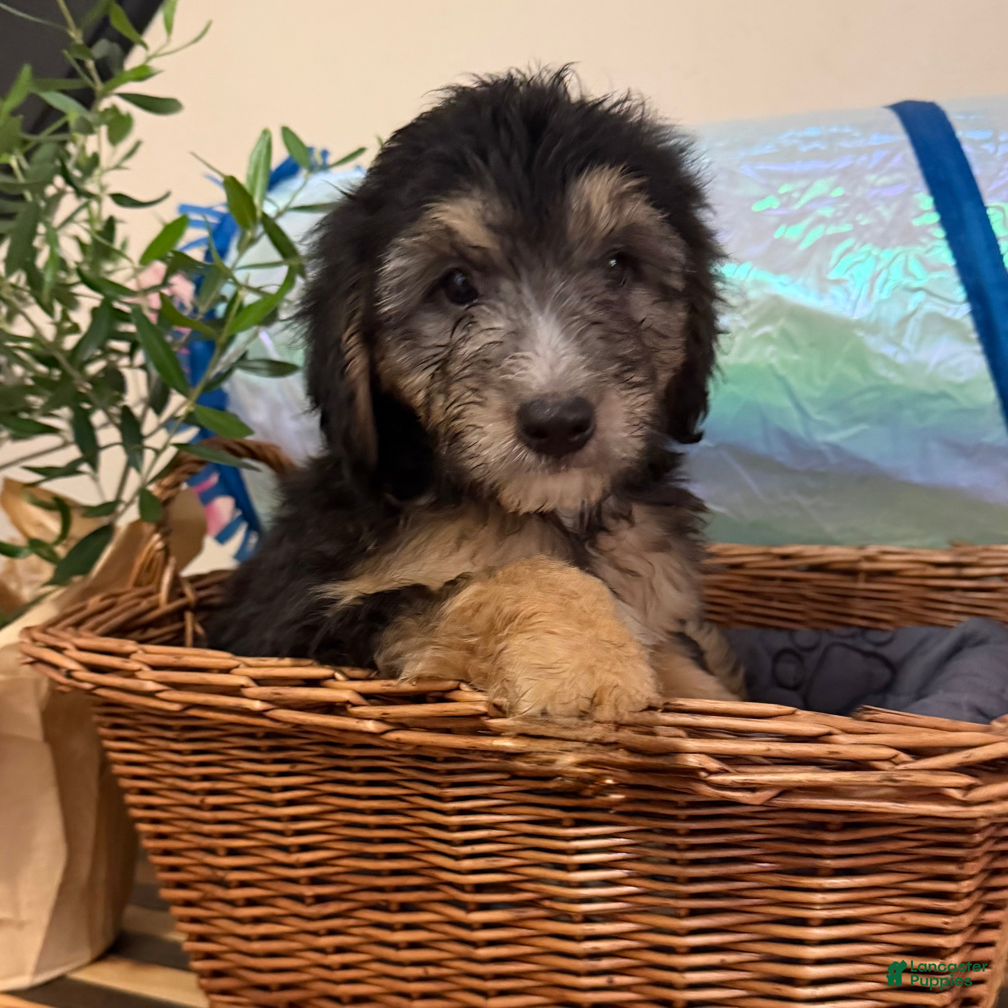 Mini Goldendoodle dogs Charlie  - Ad 1