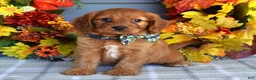 Cavapoo dogs for sale: Hank - Ad 3