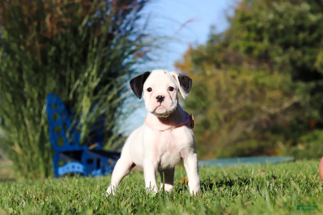 Boxer dogs for sale: Bonnie - Ad 1