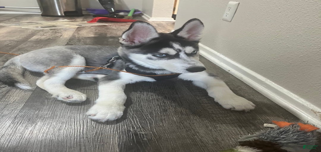 Gallery Image {{count}}