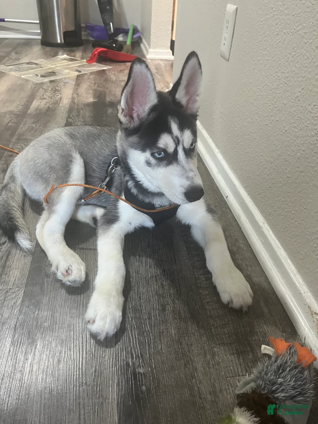 Gallery Image {{count}}