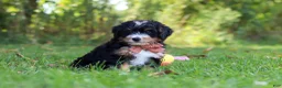 Mini Bernedoodle dogs for sale: Lonnie🐶 - Ad 3