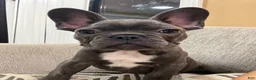 French Bulldog dogs for sale: French Bulldog 1 - Ad 3