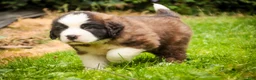 Saint Bernard dogs for sale: Winston - Ad 6