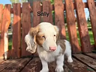 Miniature Dachshund dogs Sally - Ad 29