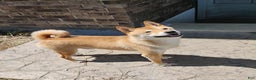 Shiba Inu dogs for sale: Aphrodite  - Ad 9