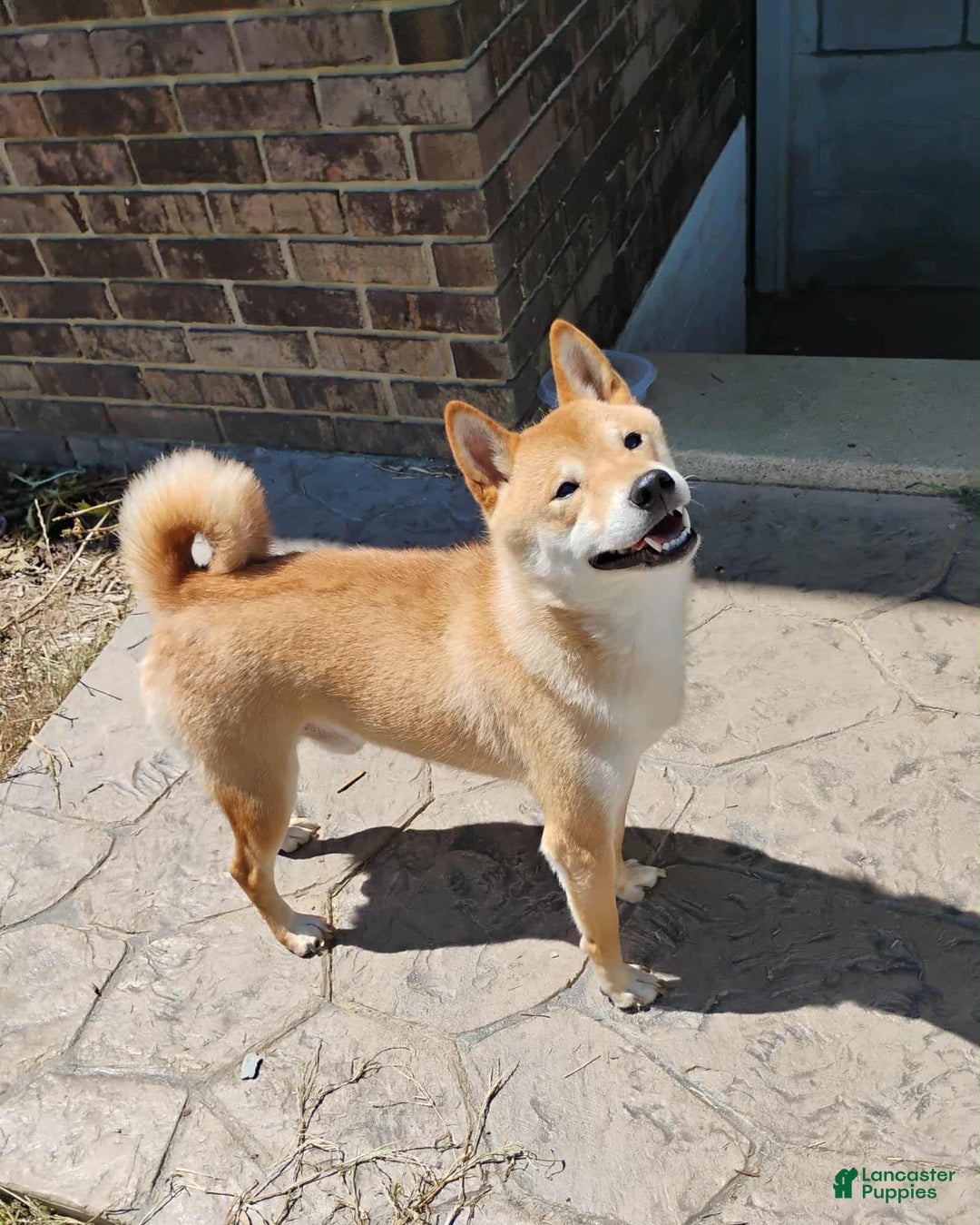 Shiba Inu dogs for sale: Aphrodite  - Ad 9