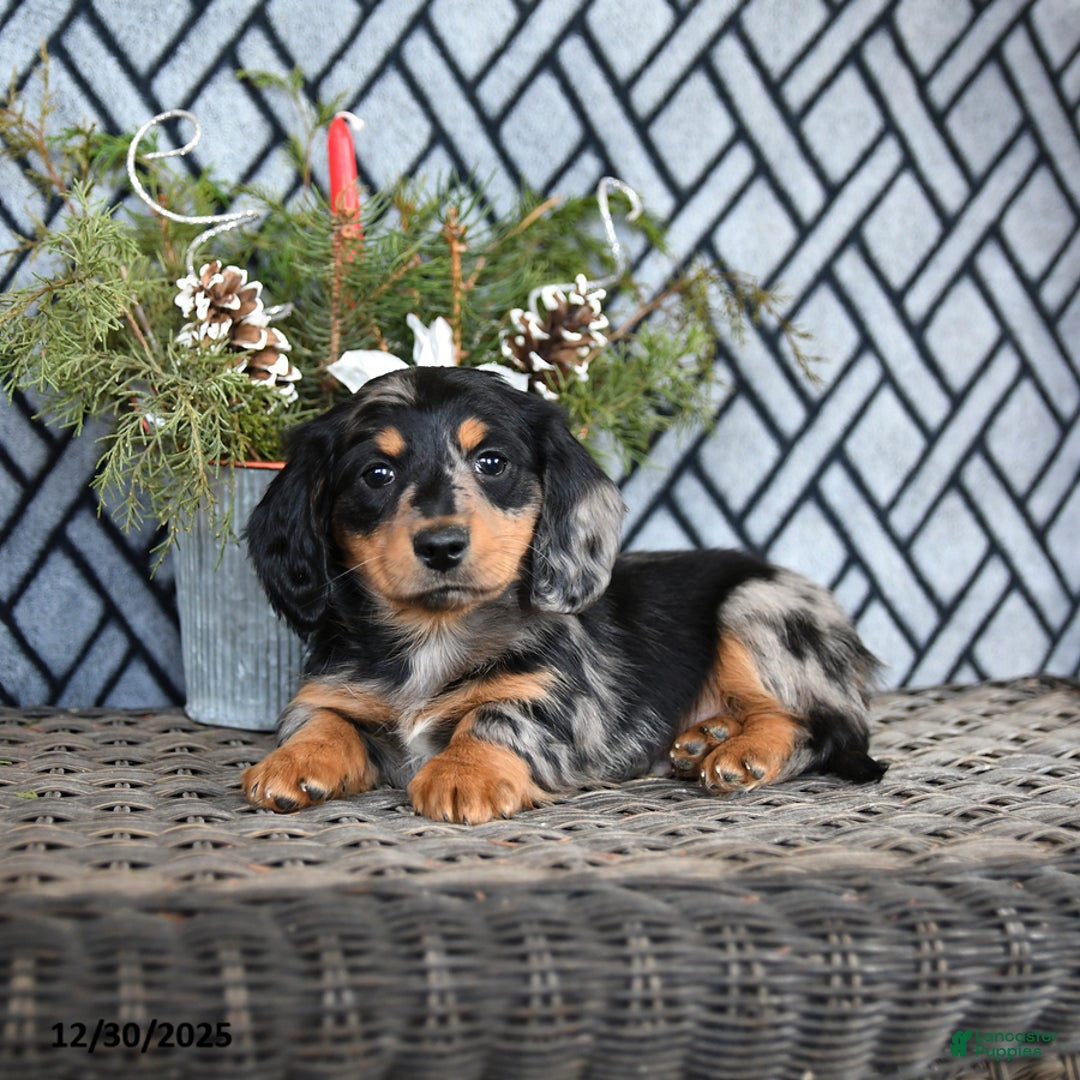 Miniature Dachshund dogs for sale: Trent - Ad 2