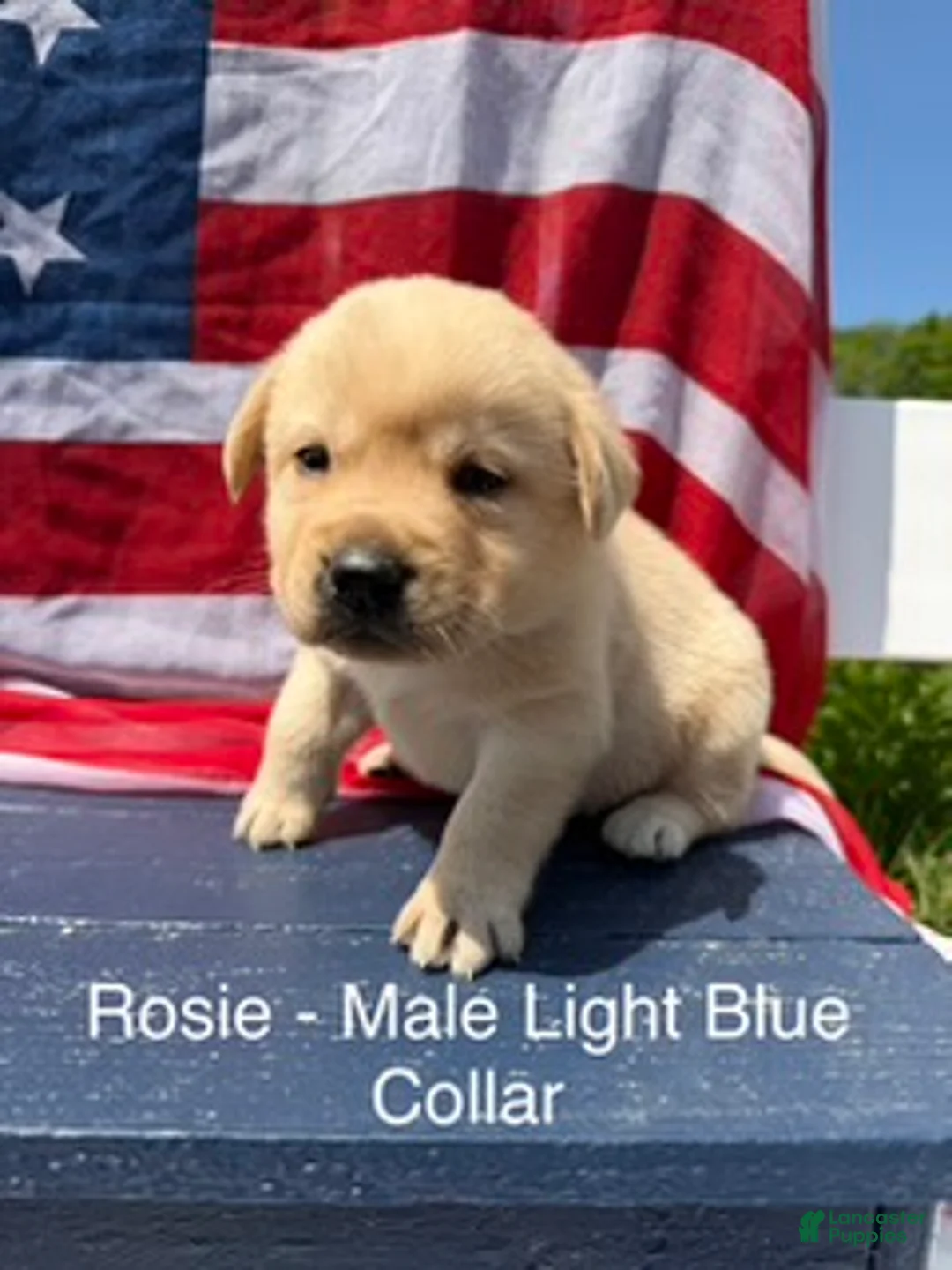 Labrador Retriever dogs for sale: Labrador Retriever Male 3 - Ad 1