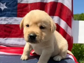 Labrador Retriever dogs Labrador Retriever Male 3 - Ad 8