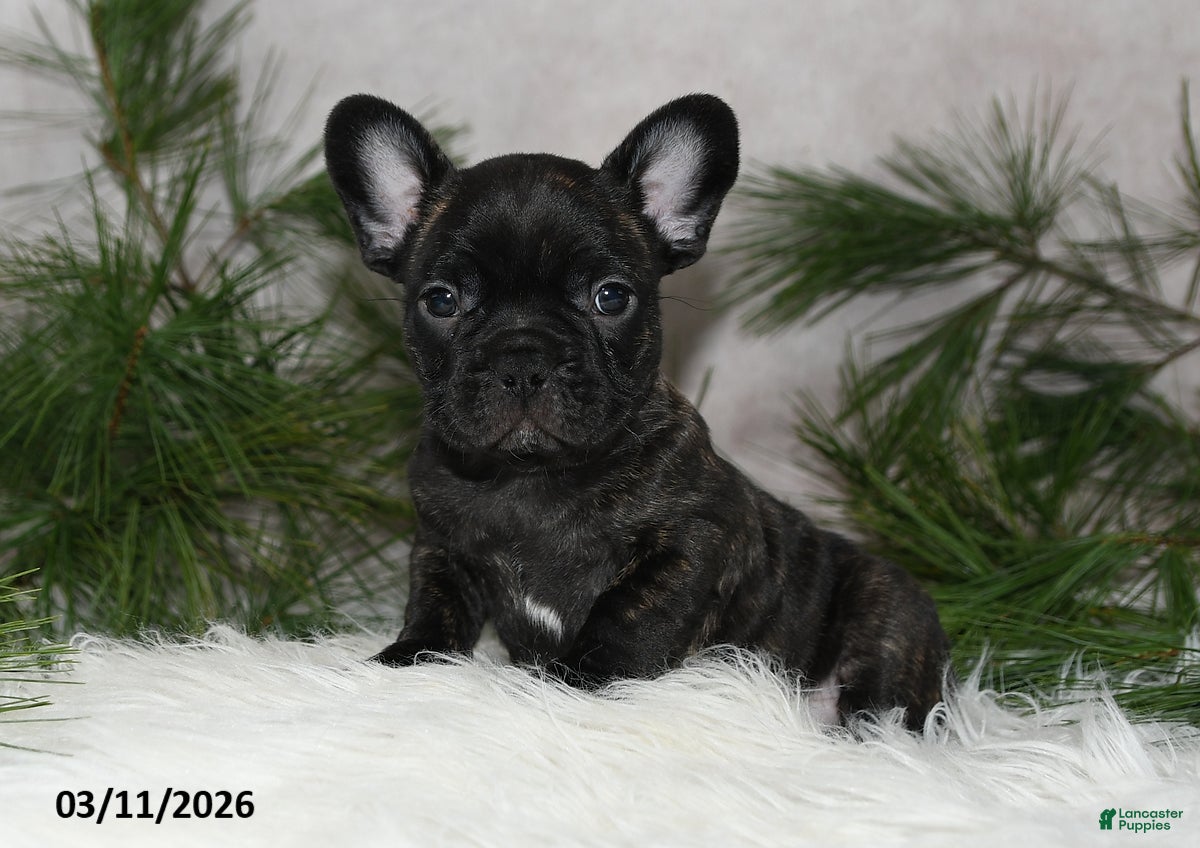 Frenchton dogs Forrest - Ad 1