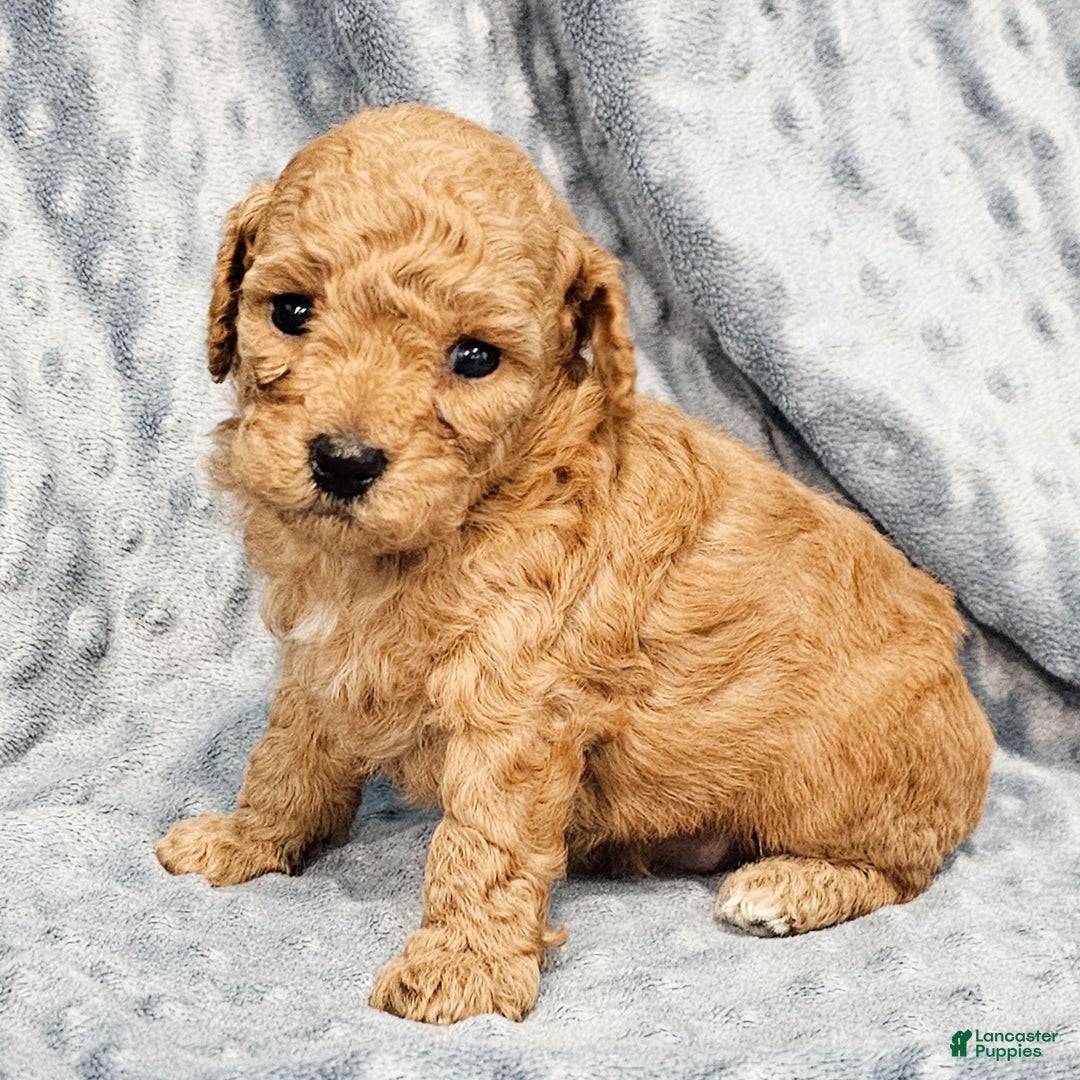 Standard Poodle dogs for sale: Clover - Ad 1