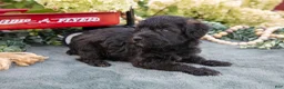 Schnoodle dogs for sale: Harlow - Ad 3