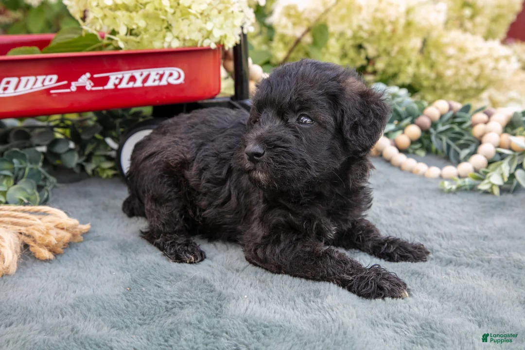 Schnoodle dogs for sale: Harlow - Ad 3