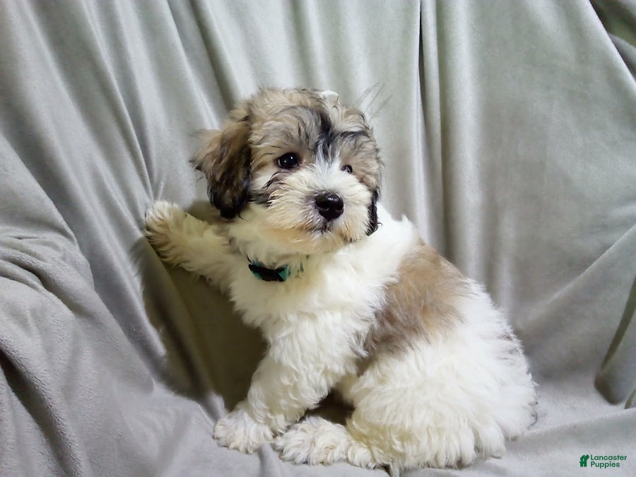 Maltipoo dogs Patrick - Ad 1