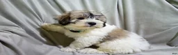 Maltipoo dogs for sale: Patrick - Ad 1