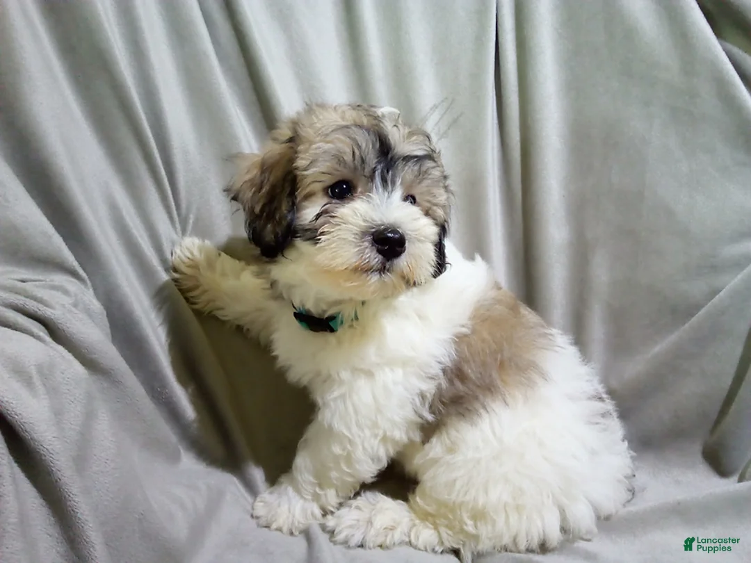 Maltipoo dogs for sale: Patrick - Ad 1