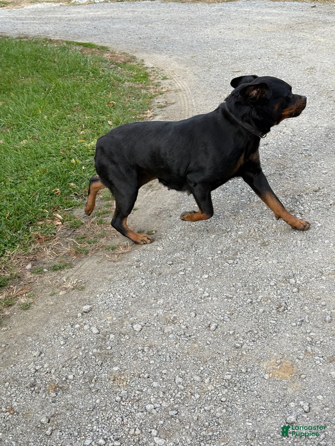 Rottweiler dogs for sale: Rex - Ad 14