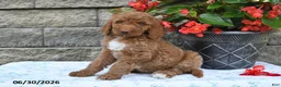 Goldendoodle dogs for sale: Kelly - Ad 3