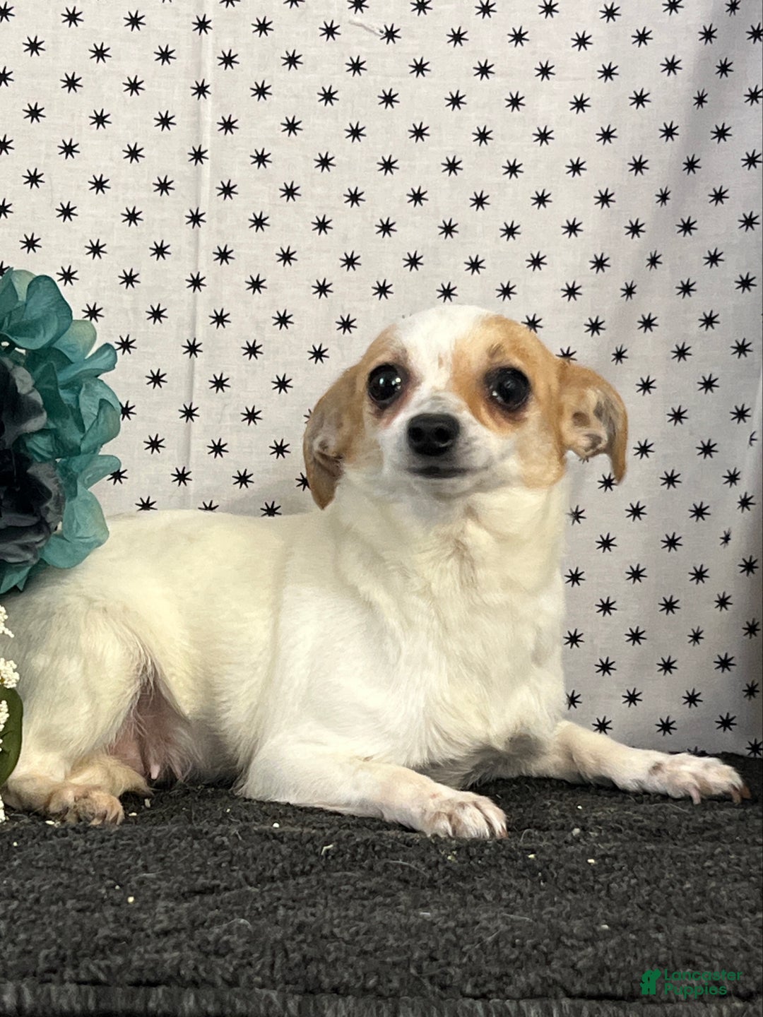 Chihuahua dogs for sale: Babes - Ad 1