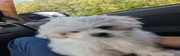 Malshi dogs for sale: Sherpa  - Ad 14