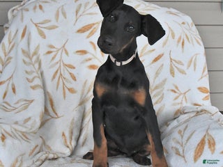 Doberman Pinscher dogs Dolly - Ad 7