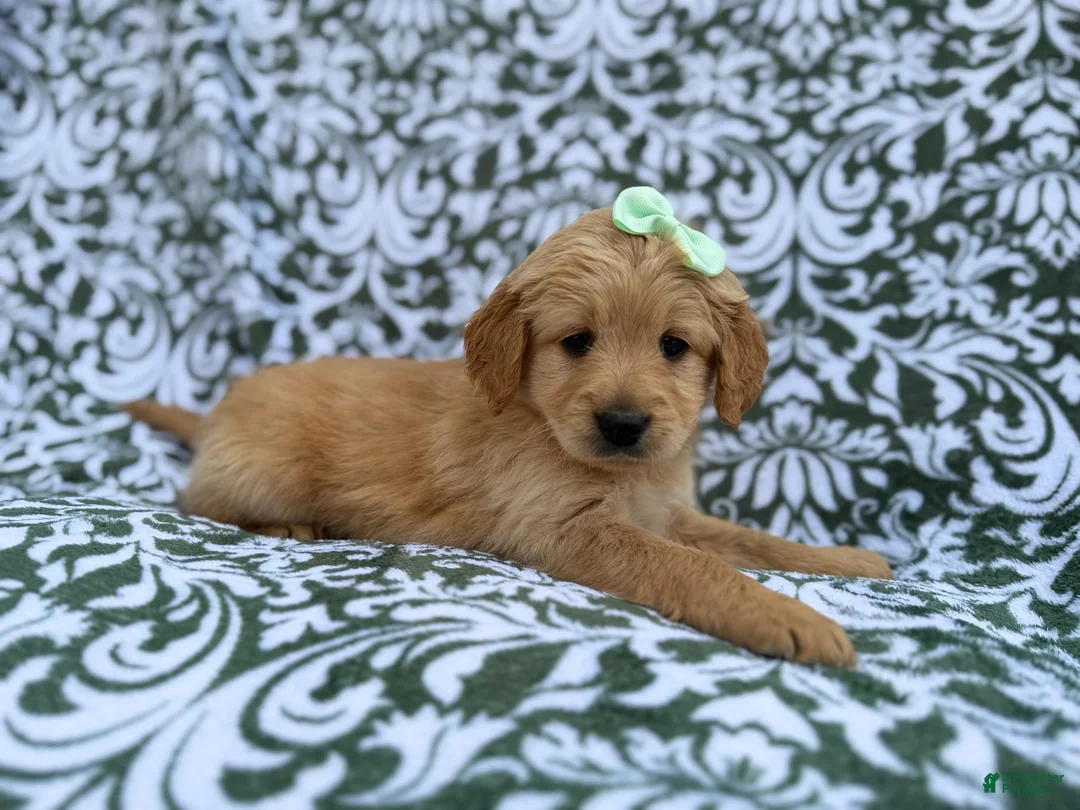 Goldendoodle dogs for sale: Brynlee - Ad 1