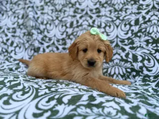 Goldendoodle dogs Brynlee - Ad 39