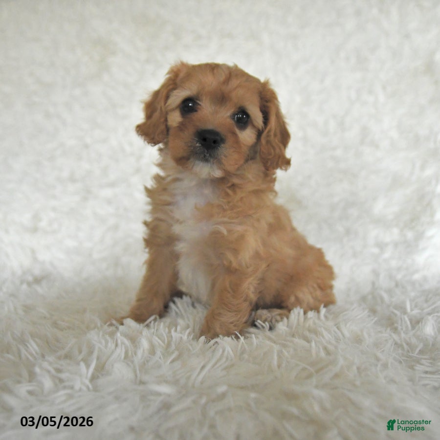 Cavapoo dogs Myla - Ad 1