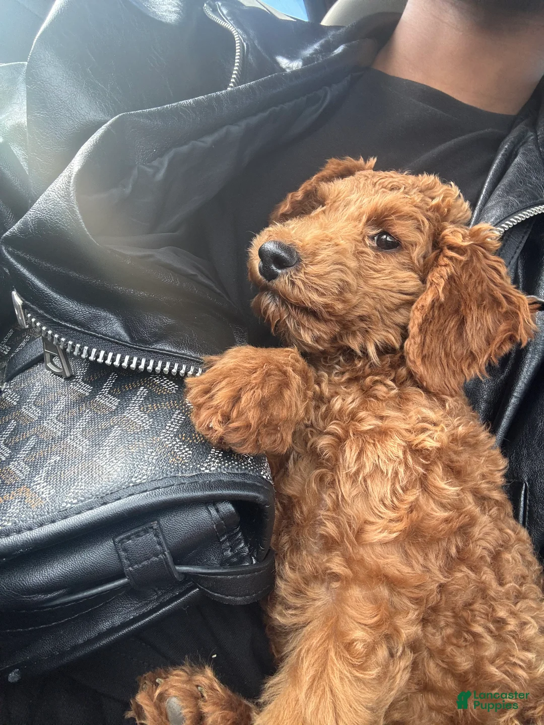 Toy Poodle dogs for sale: Chai - Ad 2