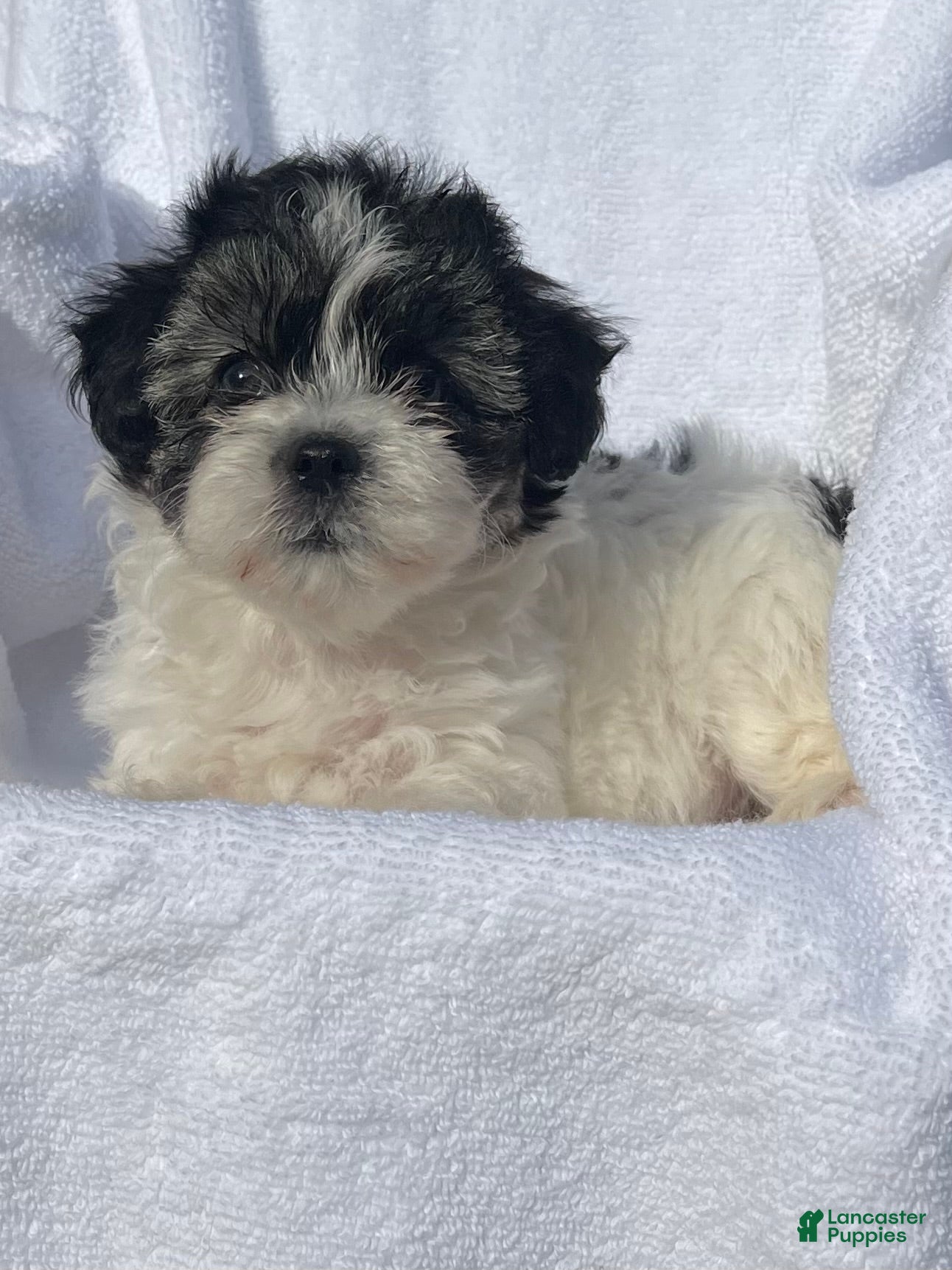 Malshi dogs Bella - Ad 2