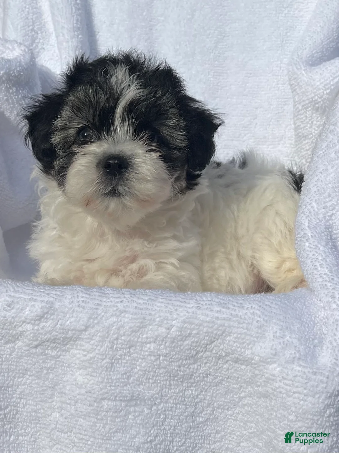 Malshi dogs for sale: Bella - Ad 2