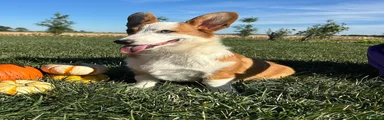 David Welsh Corgi Pembroke Puppy leash and crate trained