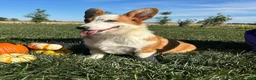 Welsh Corgi Pembroke dogs for sale: David Welsh Corgi Pembroke Puppy leash and crate trained - Ad 1