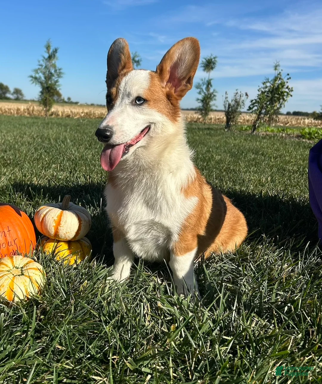 Welsh Corgi Pembroke dogs for sale: David Welsh Corgi Pembroke Puppy leash and crate trained - Ad 1