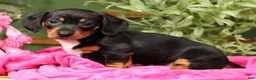 Miniature Dachshund dogs for sale: Sara - Ad 3