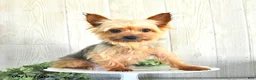 Yorkshire Terrier dogs for sale: Brody - Ad 6