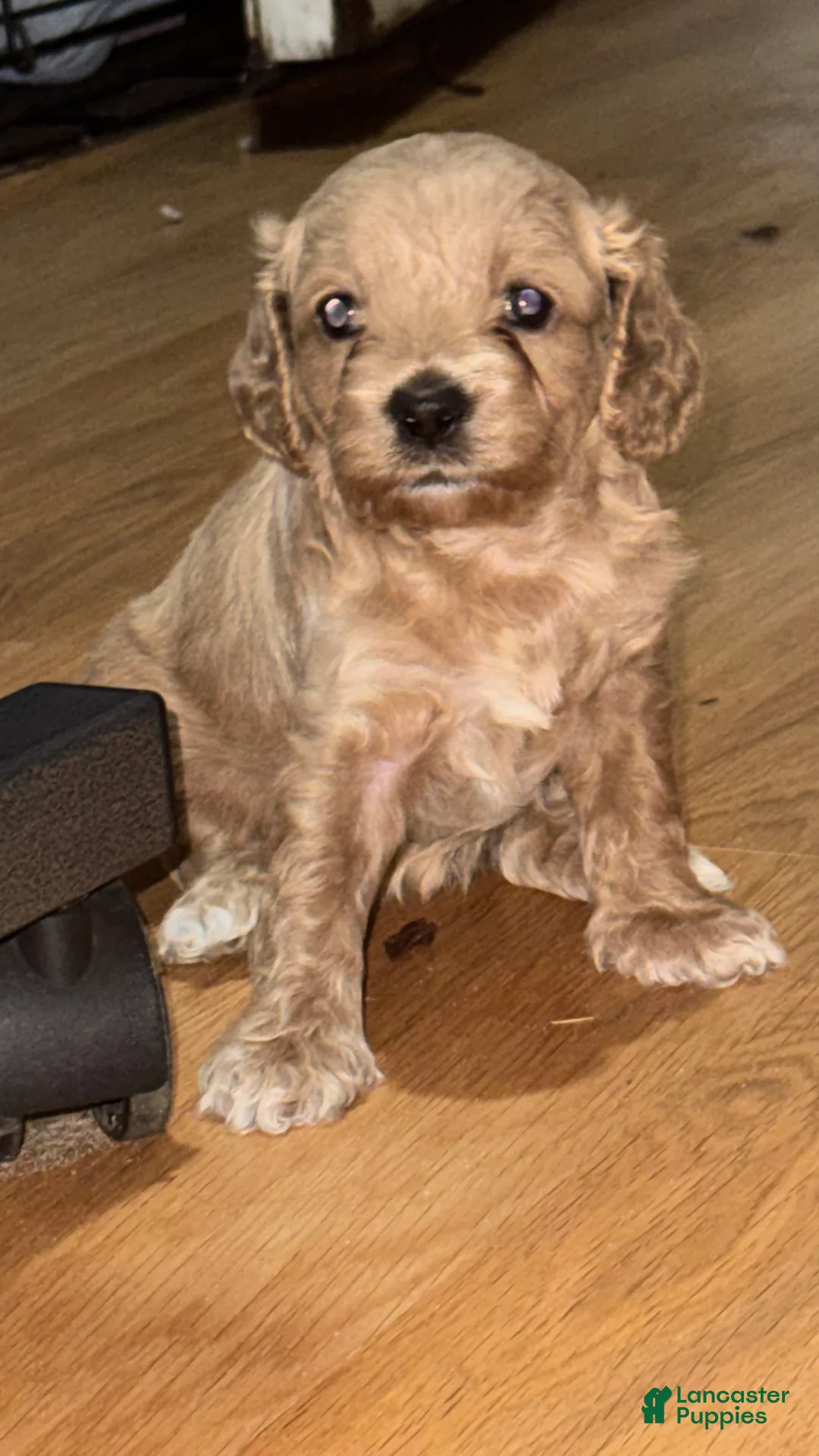 Cockapoo dogs for sale: Marley - Ad 2