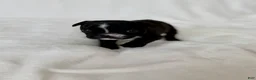 French Bulldog dogs for sale: Peppa - Ad 4