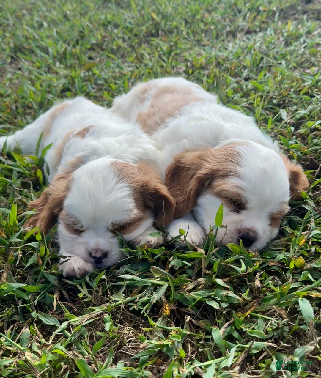 Cavalier King Charles Spaniel dogs for sale: Cavalier King Charles Spaniel Puppy 2 (Rocky) - Ad 10