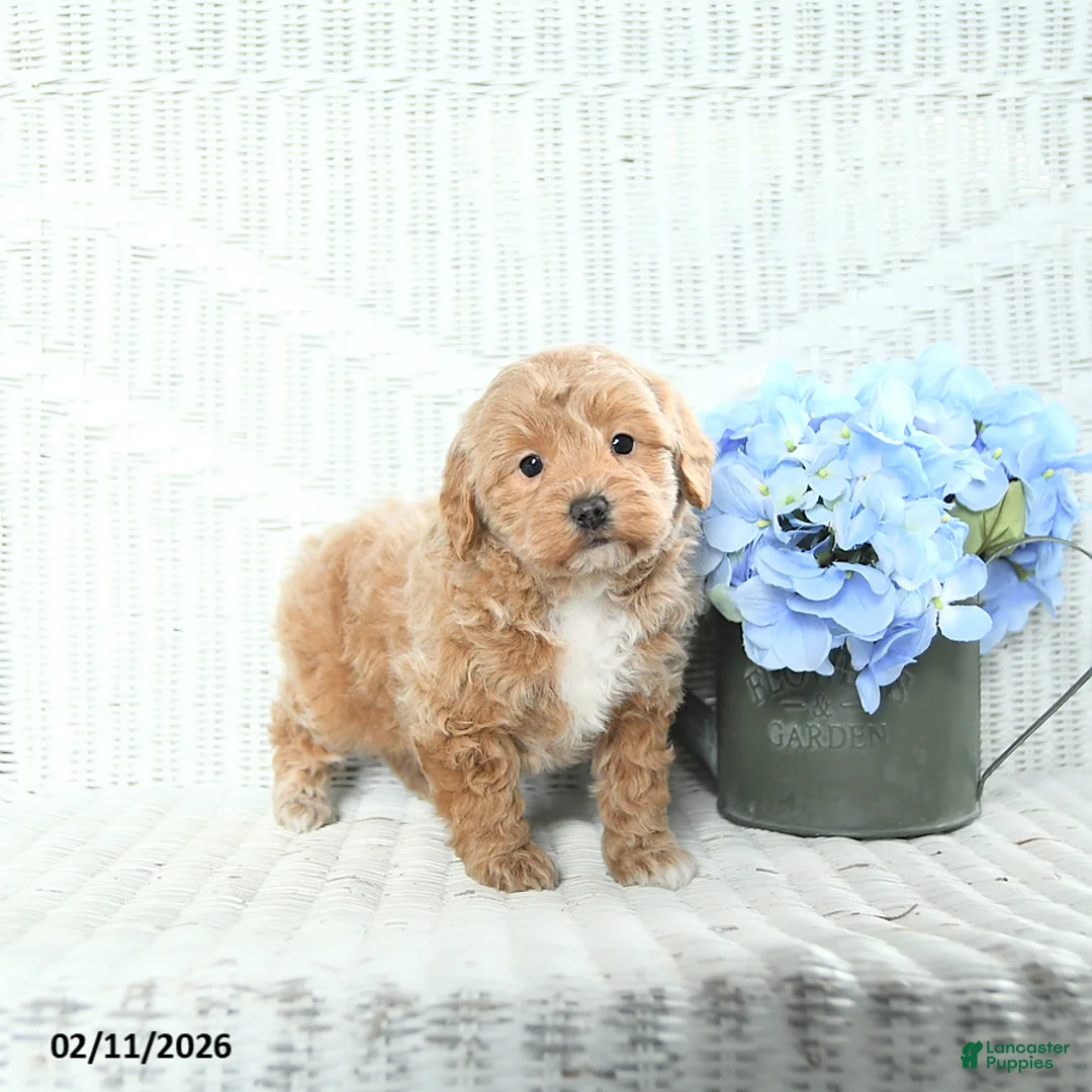 Mini Aussiedoodle dogs for sale: Teddy - Ad 1
