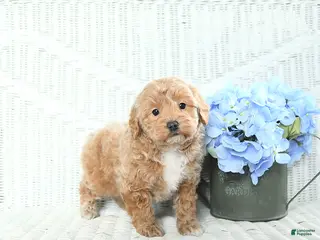 Mini Aussiedoodle dogs Teddy - Ad 2