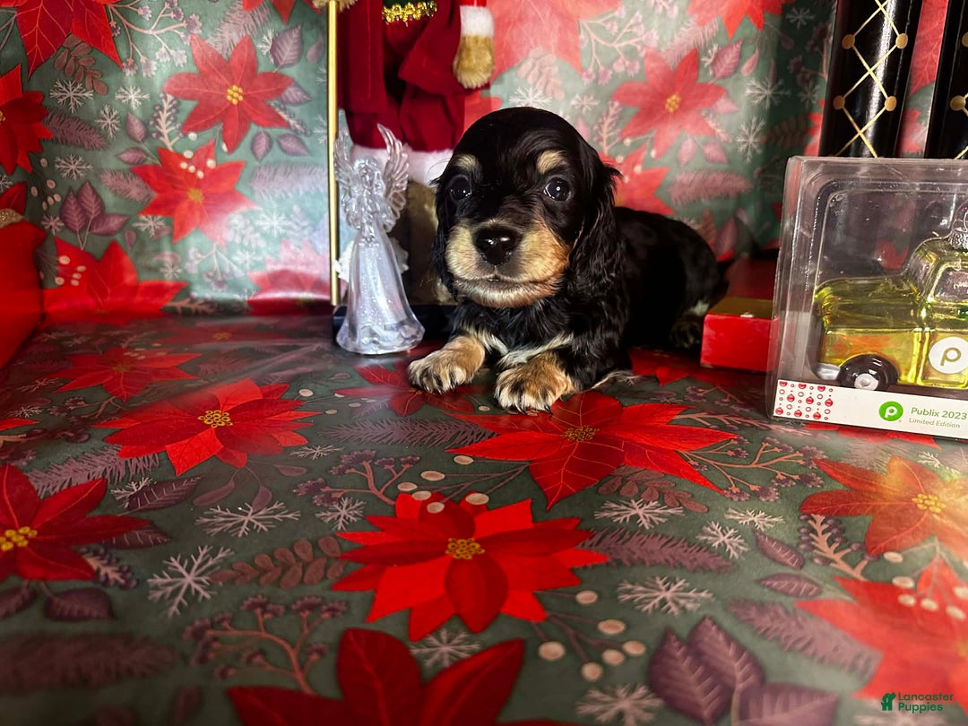 Miniature Dachshund dogs for sale: Kody - Ad 3
