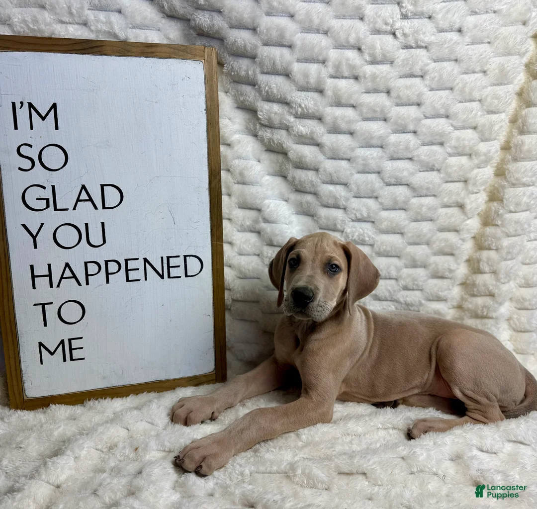 Great Dane dogs for sale: Blue fawn (Heavy Euro) - Ad 1