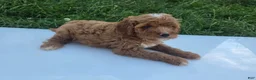 Cavapoo dogs for sale: Peanut - Ad 7