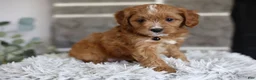 Cavapoo dogs for sale: Sammy - Ad 3