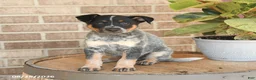 Australian Cattle Dog dogs for sale: Mater - Ad 4